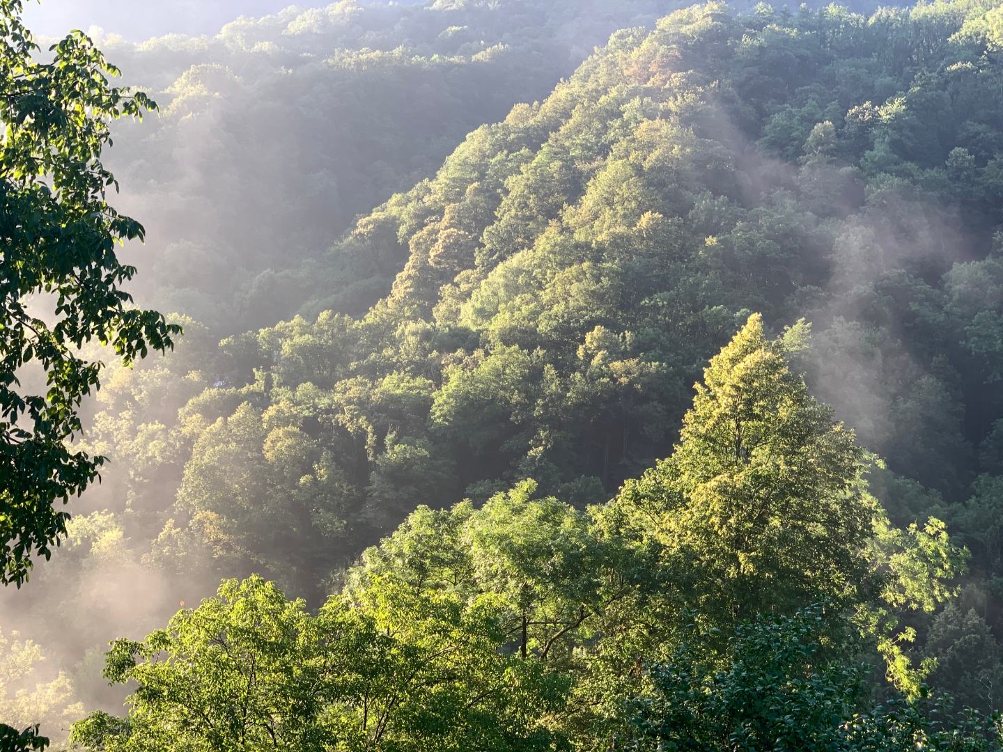 Morning mist rising from a steep, sunlit forest